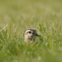 Pluvier guignard (Charadrius morinellus)