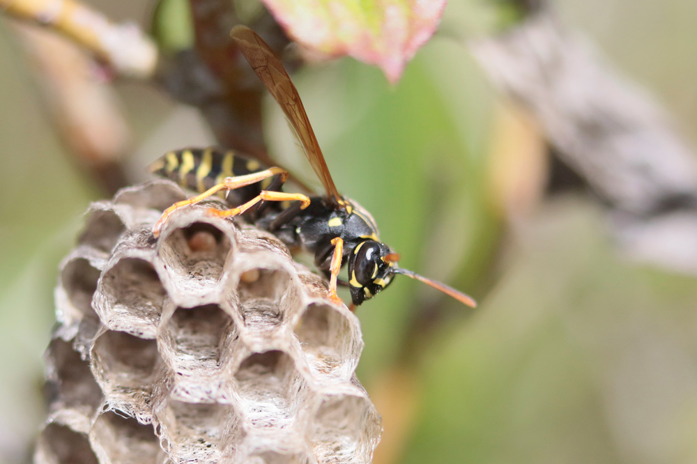 (Polistes nimpha)