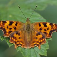 Le Robert le diable (Polygonia c-album)