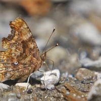 Le Robert le diable (Polygonia c-album)