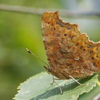 Le Robert le diable (Polygonia C album)