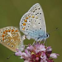 L'Azuré commun ou Azuré d'Icare (Polyommatus Icarus) couple.
