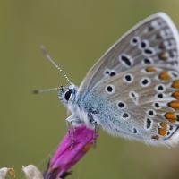 L'Azuré commun ou Azuré d'Icare (Polyommatus Icarus)