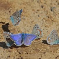 L'Azuré commun ou Azuré d'Icare (Polyommatus Icarus)