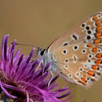 L'Azuré commun ou Azuré d'Icare (Polyommatus Icarus) femelle