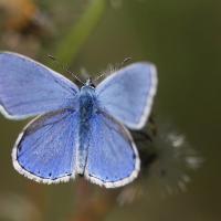 L'Azuré commun ou Azuré d'Icare (Polyommatus Icarus)