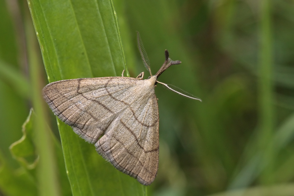 La Tateuse (Polypogon tentacularia)