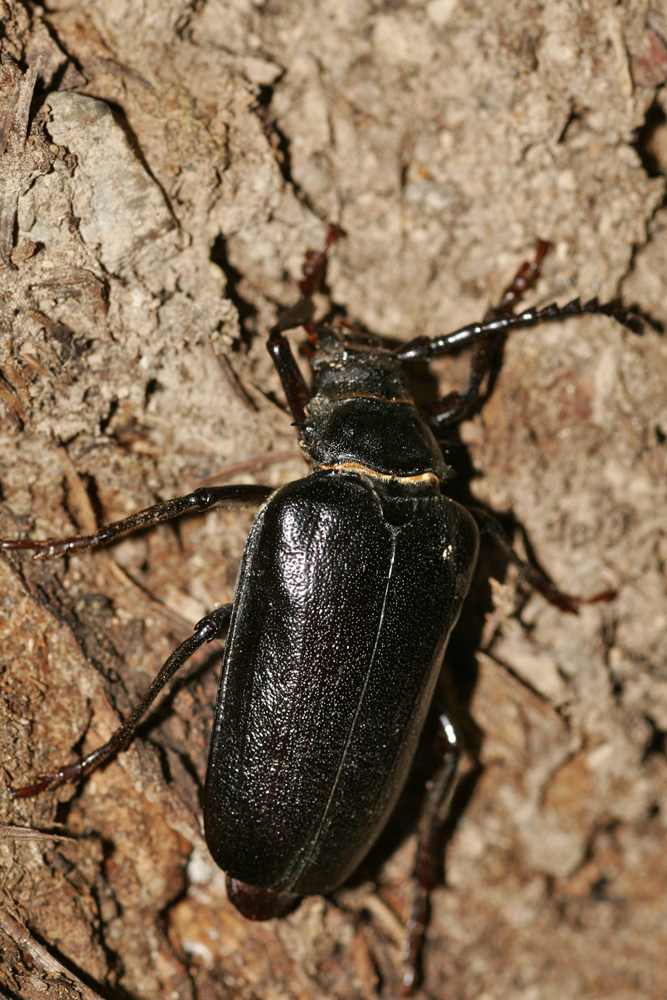 Prione tanneur (Prionus  coriarius)