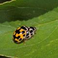 Coccinelle à damier  couple (Propylea quatuordecimpunctata)