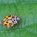 Coccinelle à damier (Propylea quatuordecimpunctata tessulata))