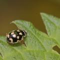 Coccinelle à damier (Propylea quatuordecimpunctata)