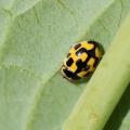 Coccinelle à damier (Propylea quatuordecimpunctata)