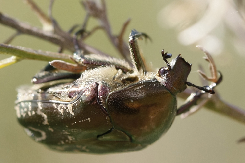 Cétoine cuivrée (Potosia cuprea burgini)