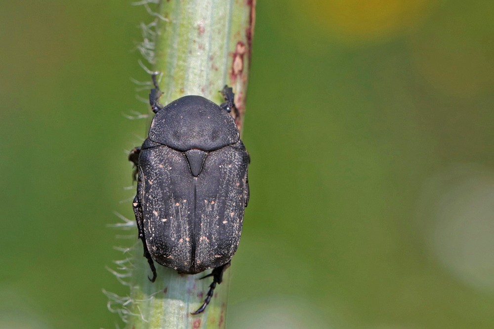 Cétoine noire (Protaetia morio)
