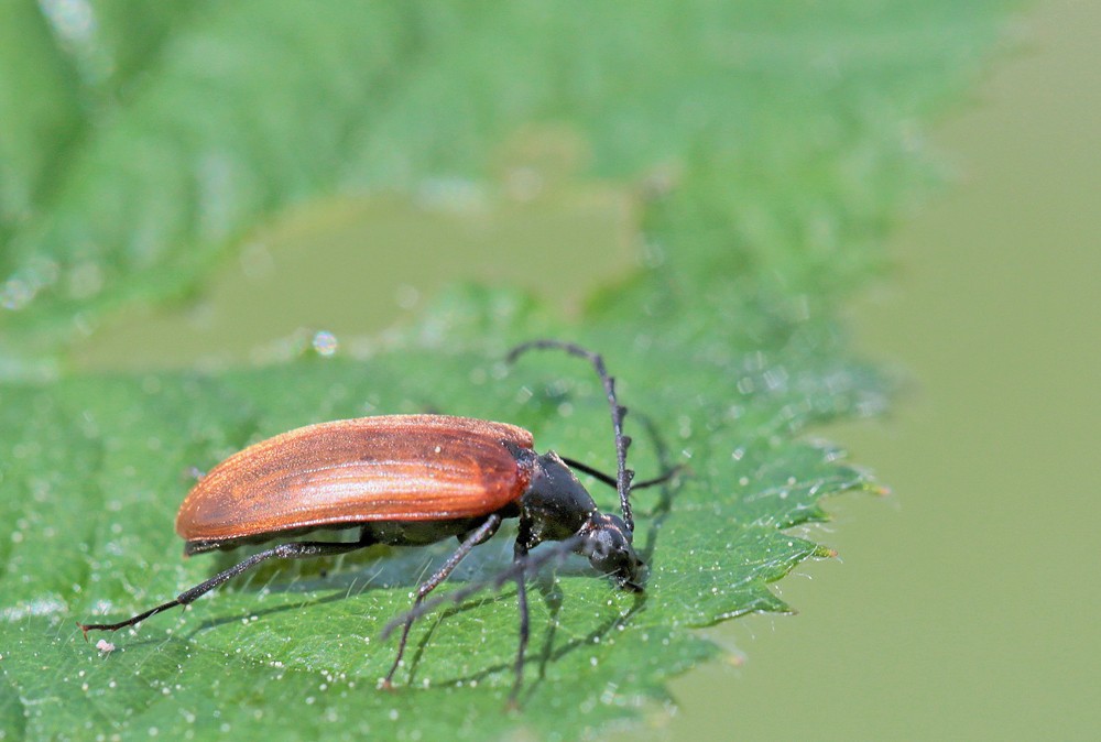 Pseudocistella ceramboides