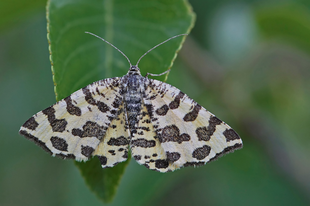 La Panthère (Pseudopanthera macularia)
