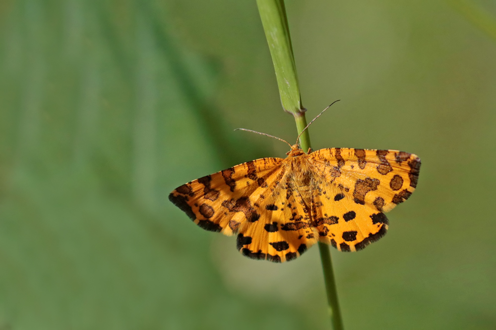 La Panthère (Pseudopanthera macularia)