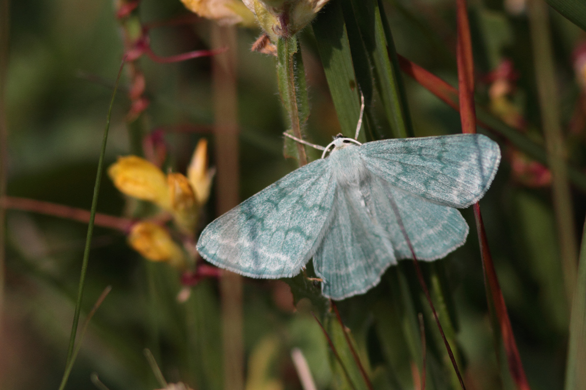 L'Hémithée du genêt (Pseudoterpna pruinata)