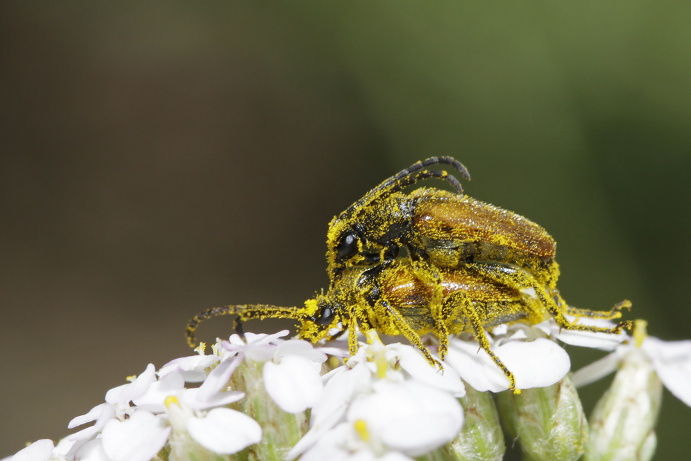 Lepture livide (Pseudovadonia livida) couple.