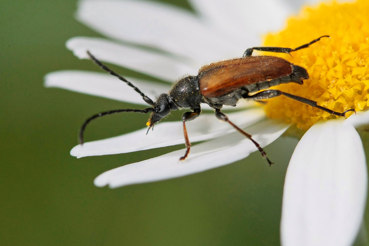 Lepture livide  (Pseudovadonia livida)