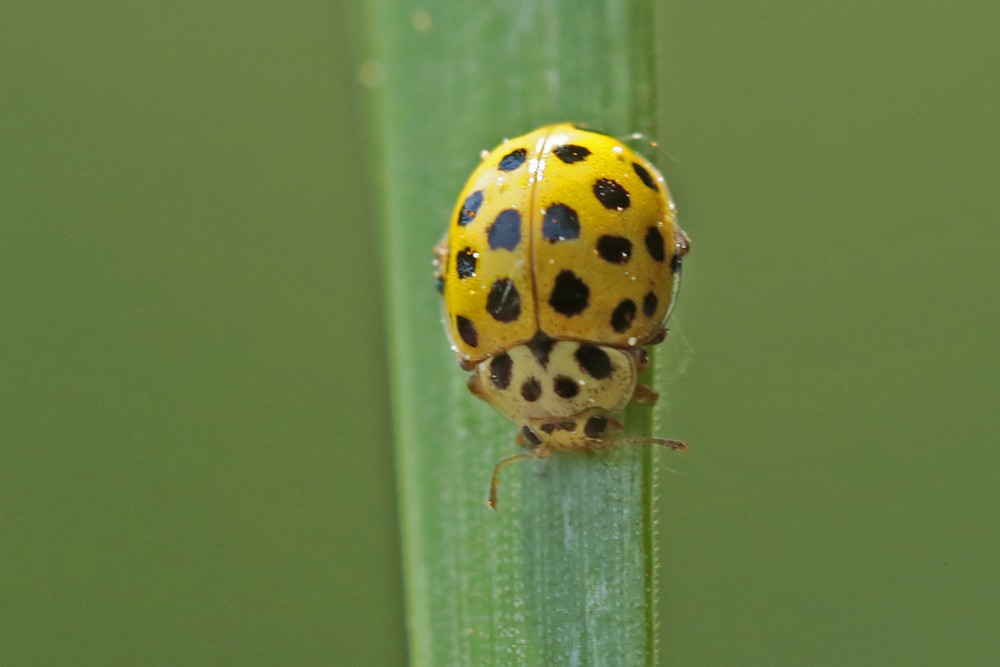 Coccinelle à 22 points (Psyllobora vigintiduopunctata)