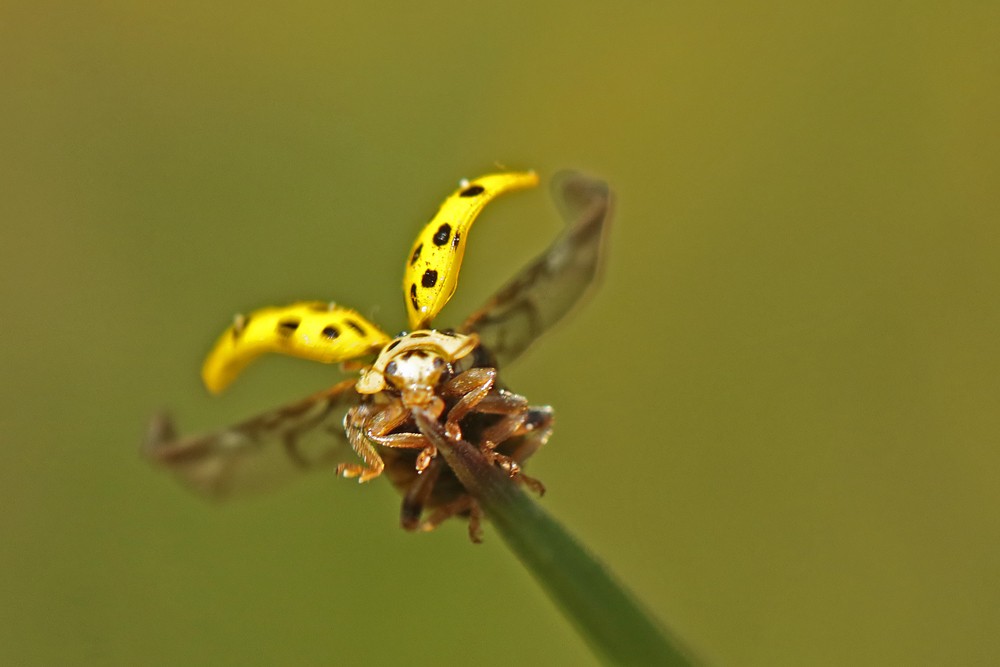 Coccinelle à 22 points (Psyllobora vigintiduopunctata)