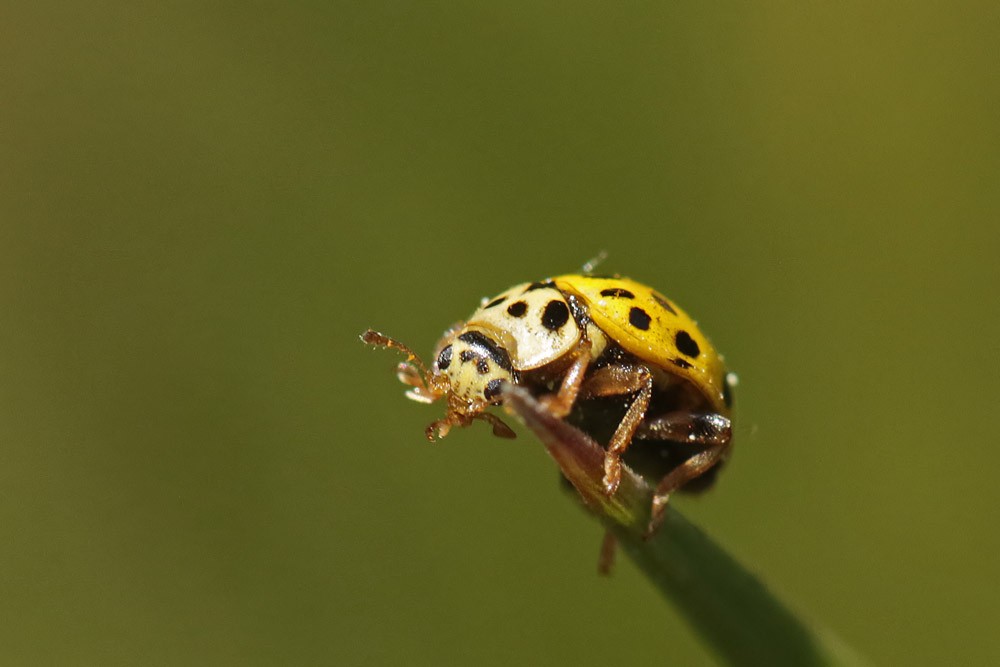 Coccinelle à 22 points (Psyllobora vigintiduopunctata)