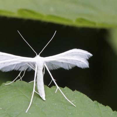 Ptérophore blanc (Pterophorus pentadactylus)