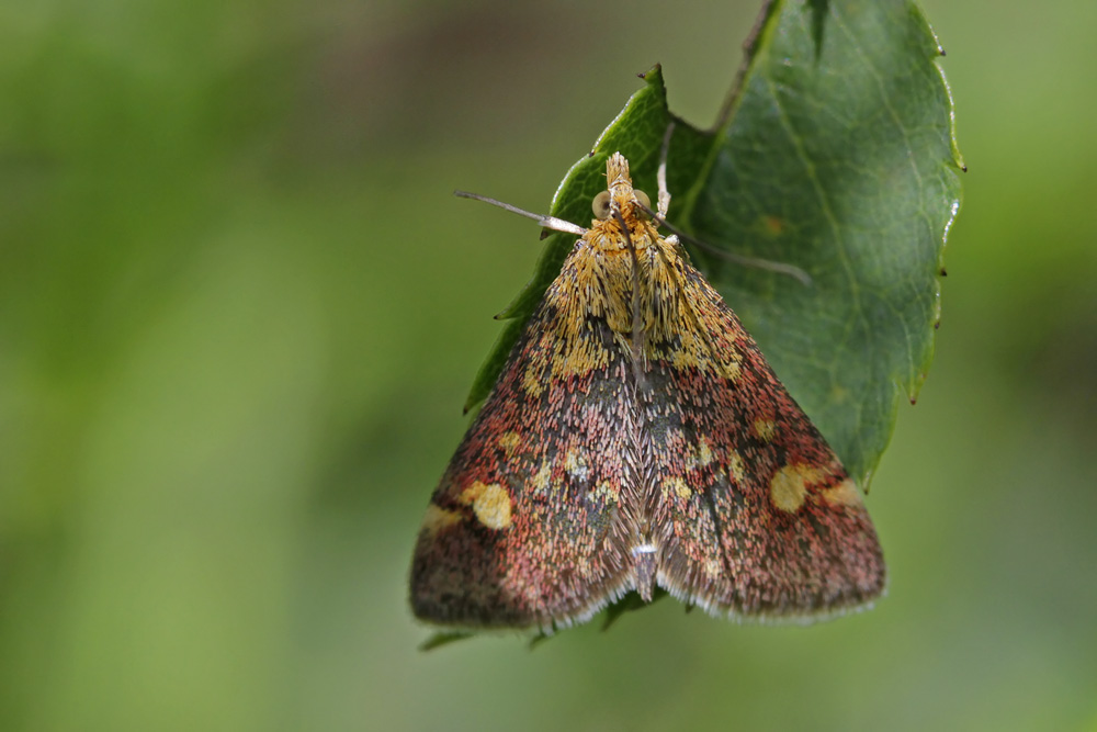 La Pyrale de la menthe (Pyrausta aurata)