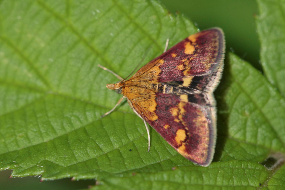 La Pyrale de la menthe (Pyrausta aurata)