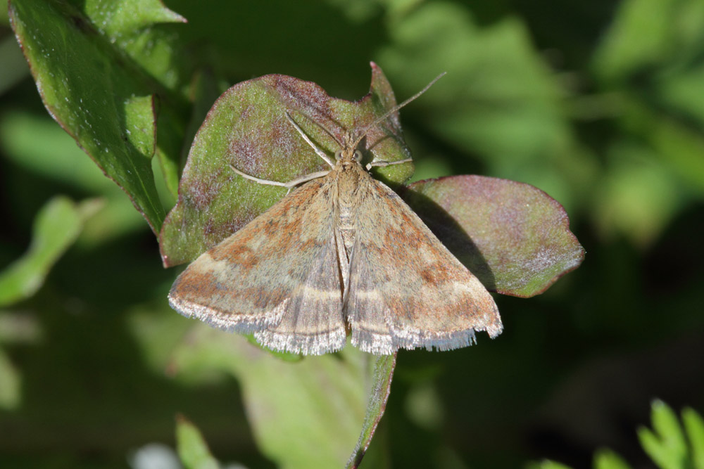 La Pyrale du plantain (Pyrausta despicata)