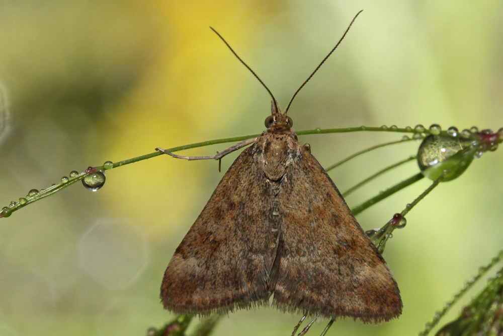 La Pyrale du plantain (Pyrausta despicata)