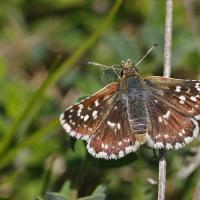 Hespérie de la mauve (Pyrgus malvae)