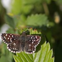 Hespérie de la mauve (Pyrgus malvae)