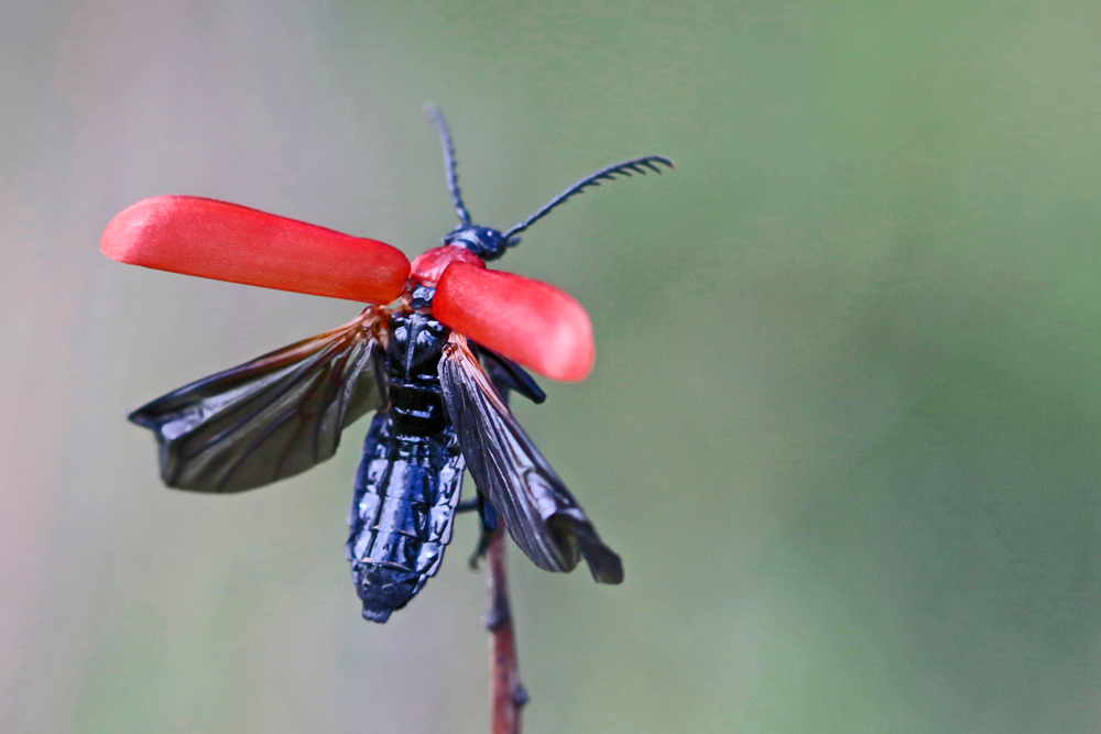 Cardinal à tête noire (Pyrochroa coccinea)