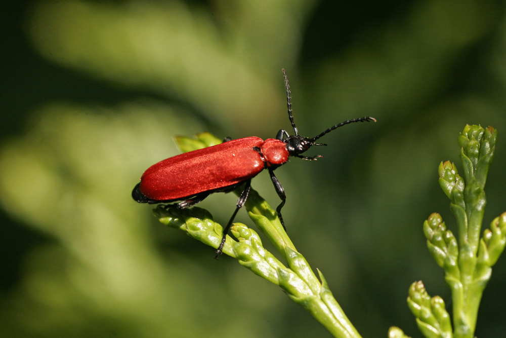 Cardinal à tête noire (Pyrochroa coccinea)