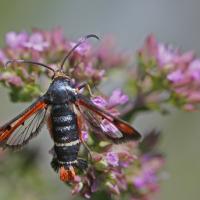 La Sésie de l'oseille (Pyropteron chrysidiformis)