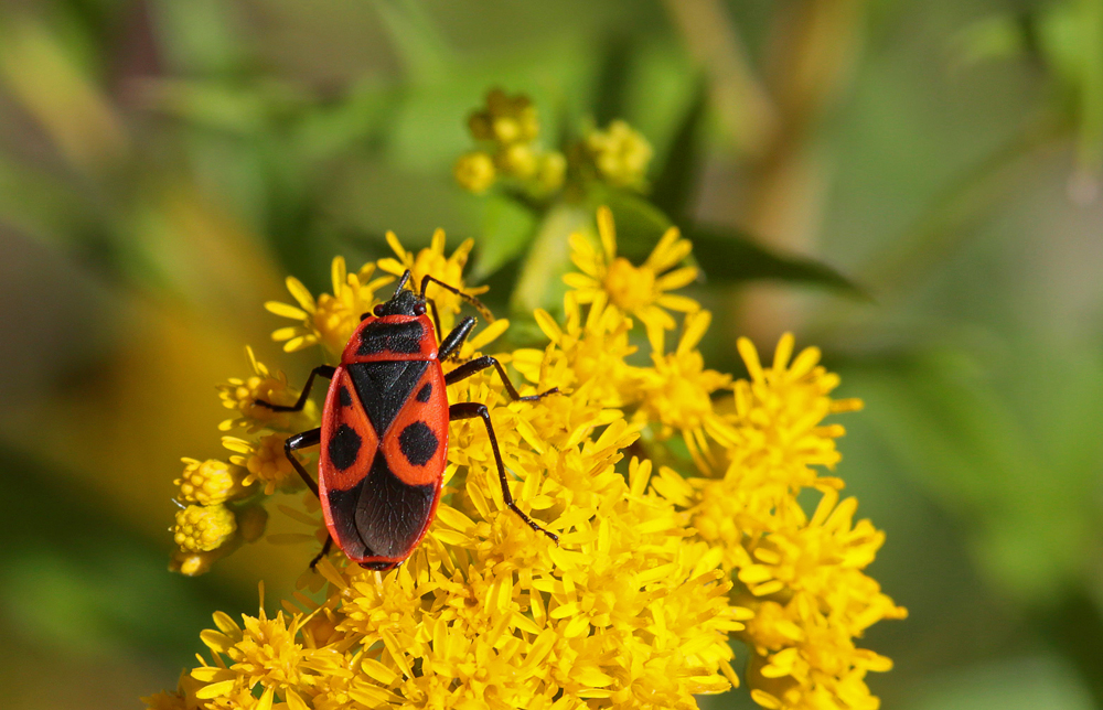 Gendarme (Pyrrhochoris apterus) macroptère