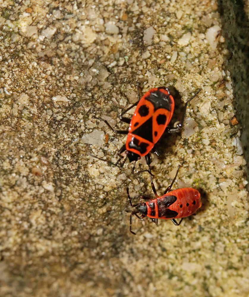 Gendarme (Pyrrhochoris apterus)