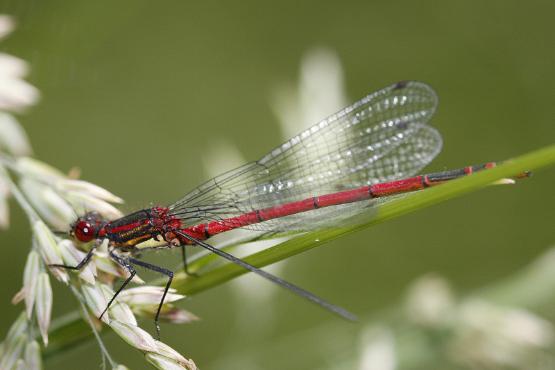 Petite nymphe à corps de feu (Pyrrhosoma nymphula)