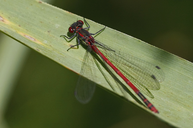 Petite nymphe à corps de feu (Pyrrhosoma nymphula)