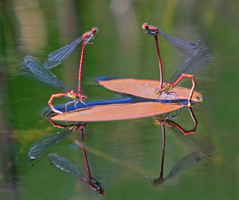 Petite nymphe à corps de feu (Pyrrhosoma nymphula)