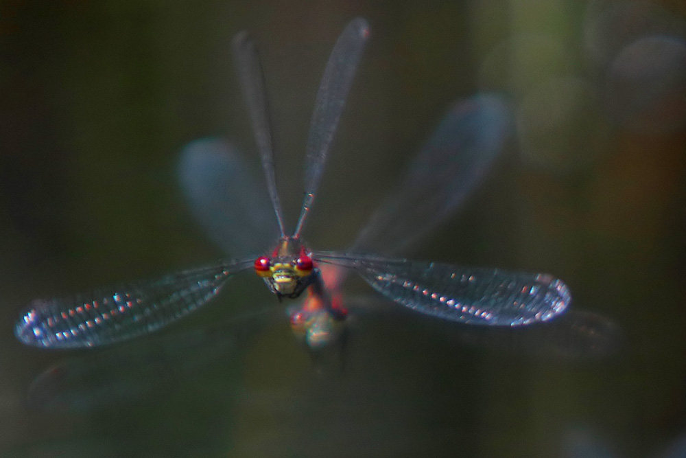 Petite nymphe à corps de feu (Pyrrhosoma nymphula) vol.