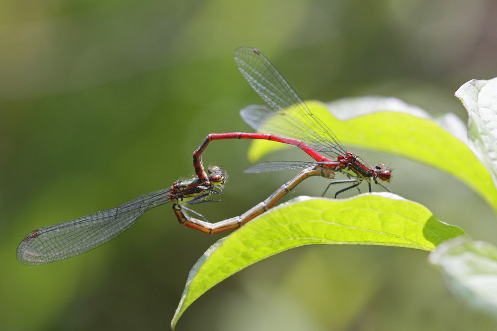 Petite nymphe à corps de feu (Pyrrhosoma nymphula) couple