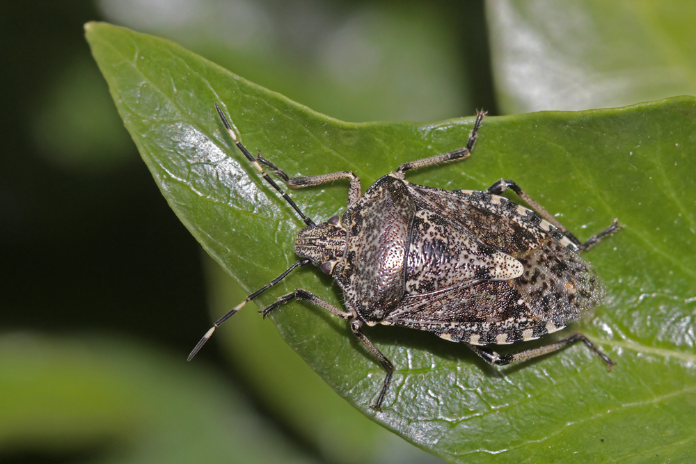 Punaise nébuleuse (Raphigaster nebulosa)