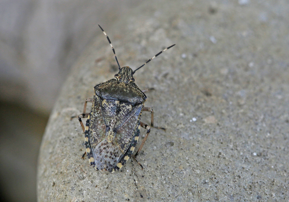 Punaise nébuleuse (Raphigaster nebulosa)
