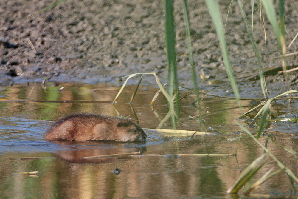 Rat musqué (Ondatra zibethica)