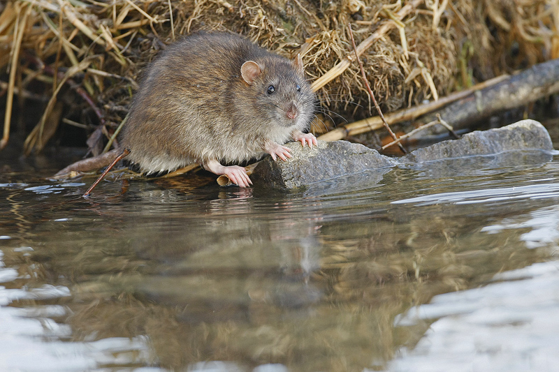 Rat surmulot (Rattus norvegicus)