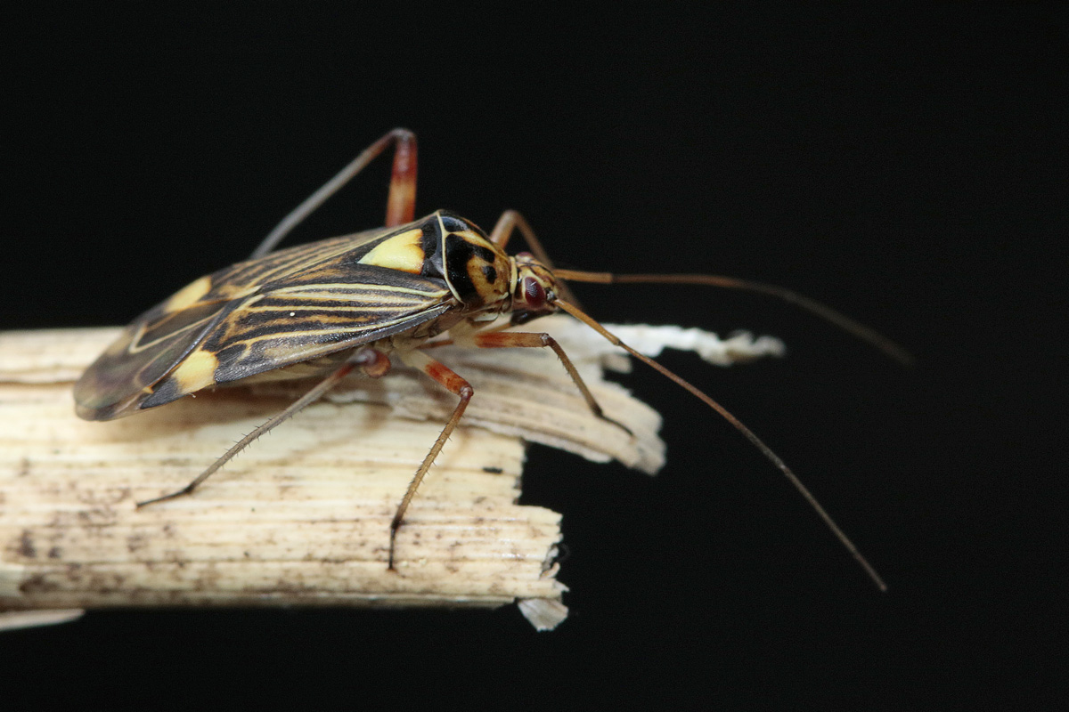 Rhabdomiris striatellus