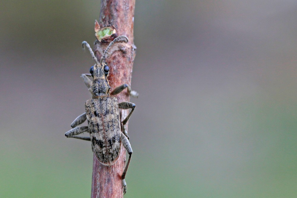 Rhagie inquisitrice (Rhagium inquisitor)